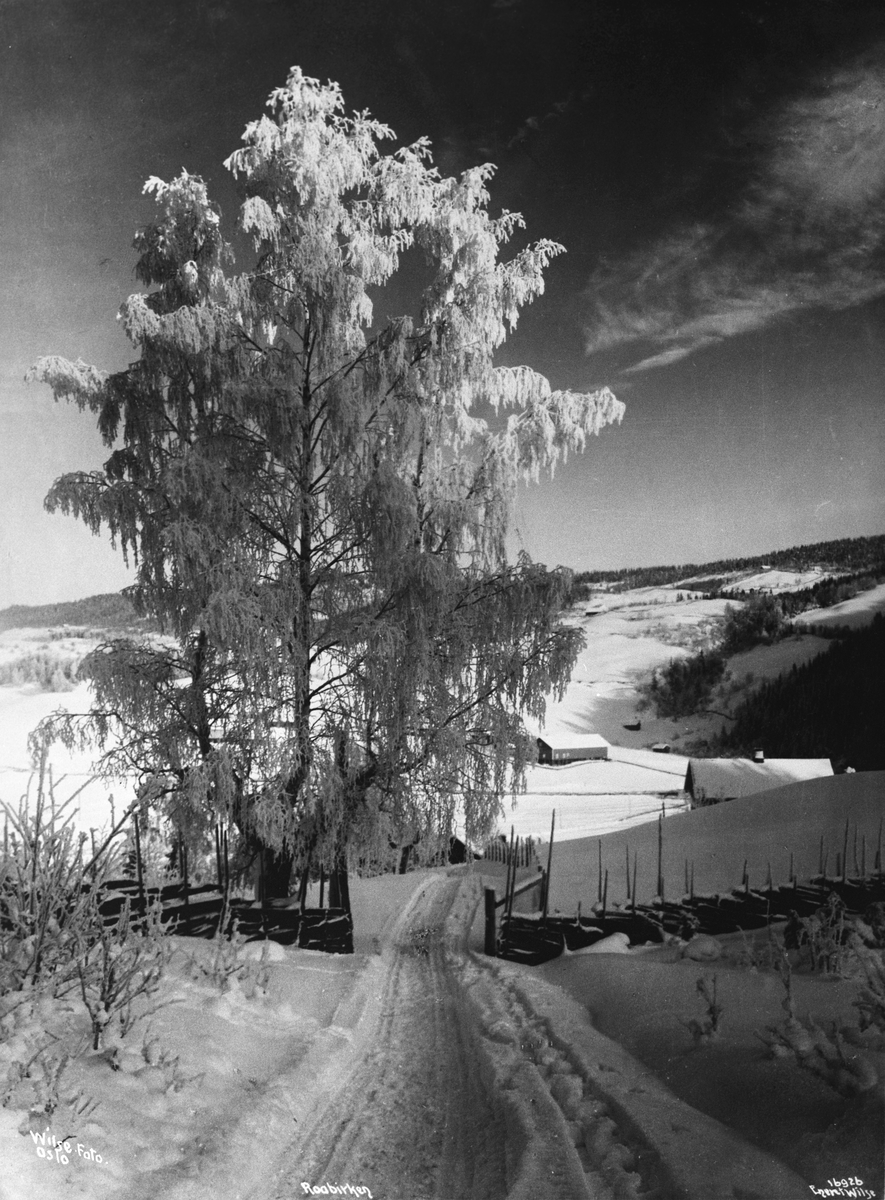 Anders Beer Wilse, Prot: Rimfrosted Birk ved Grua