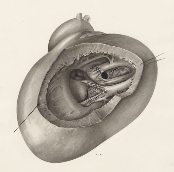 H.G Wetselaar, Heart and adjacent organs