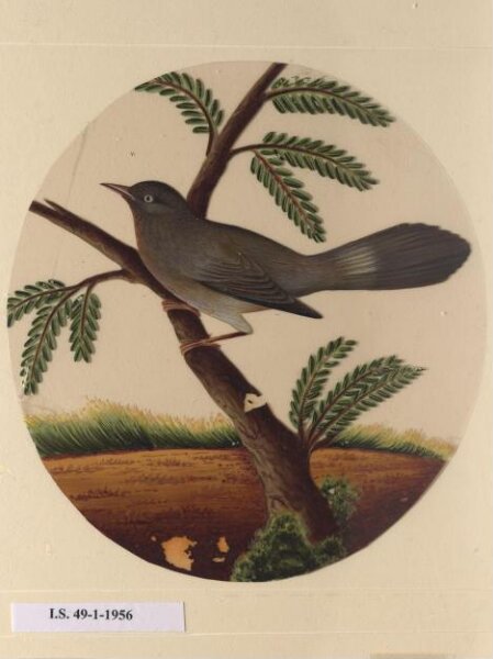 Unknown, One of twelve drawings of birds and reptiles, insects and flowers.