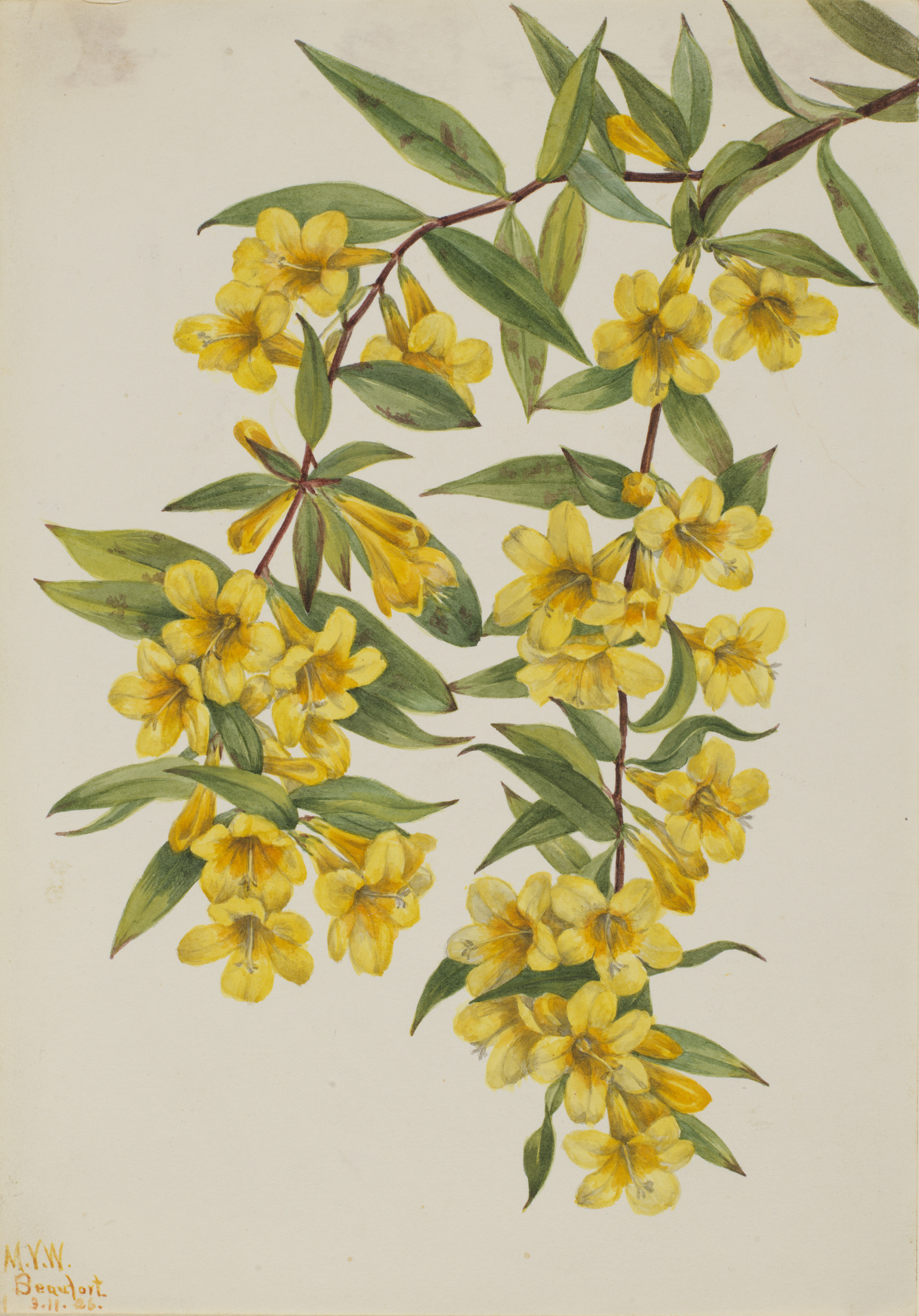 Mary Vaux Walcott, Carolina Jessamine (Gelsemium sempervirens)