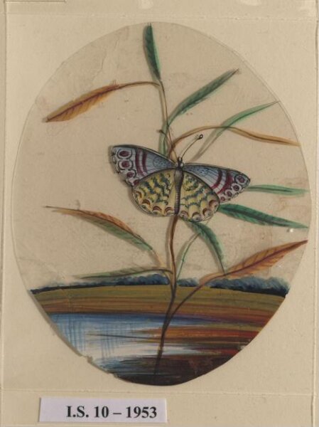 Unknown, An unidentified butterfly on a leaf
