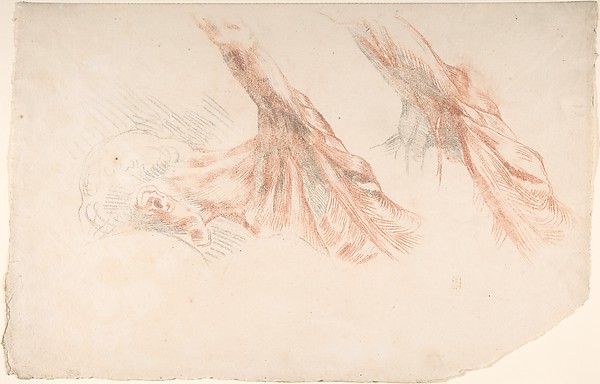 Eugène Delacroix, Ecorché: Two Studies of the Muscles of the Shoulder and of the Arm, Raised