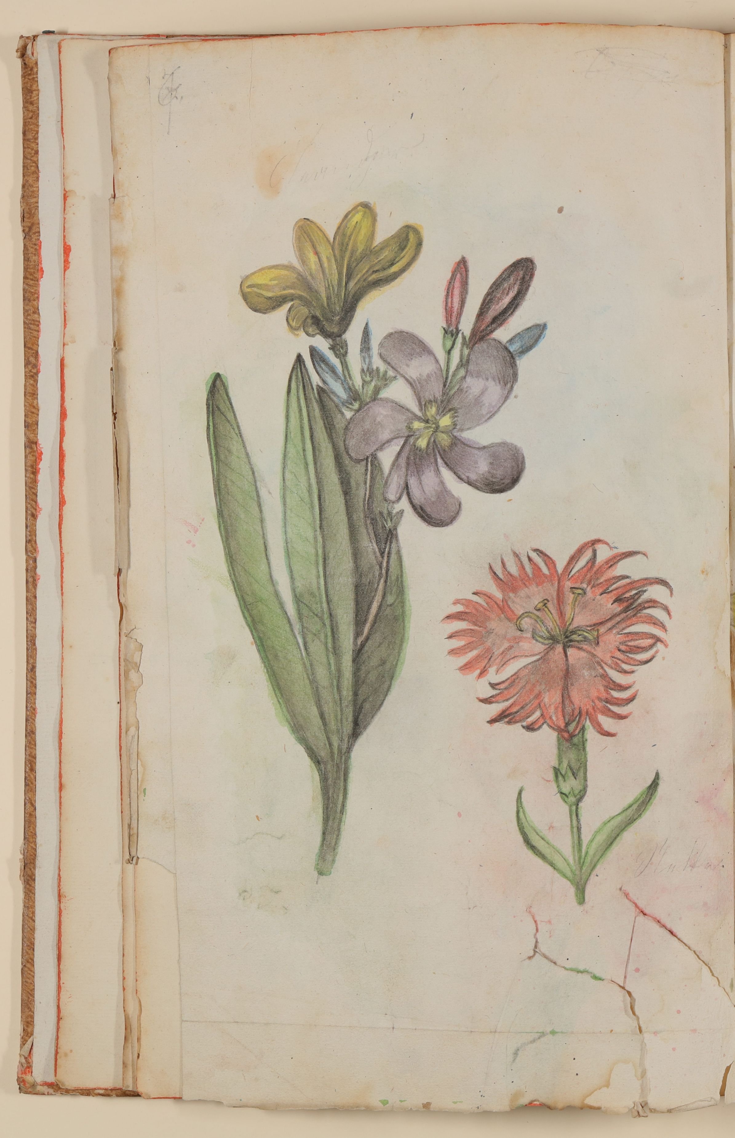 Marianne Franziska Seiffert von Klettenberg, Oleander und Nelke [aus einem Skizzenbuch der Marianne Franziska Seiffert von Klettenberg]