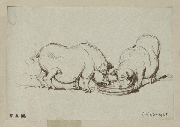 George Chinnery, Two pigs feeding