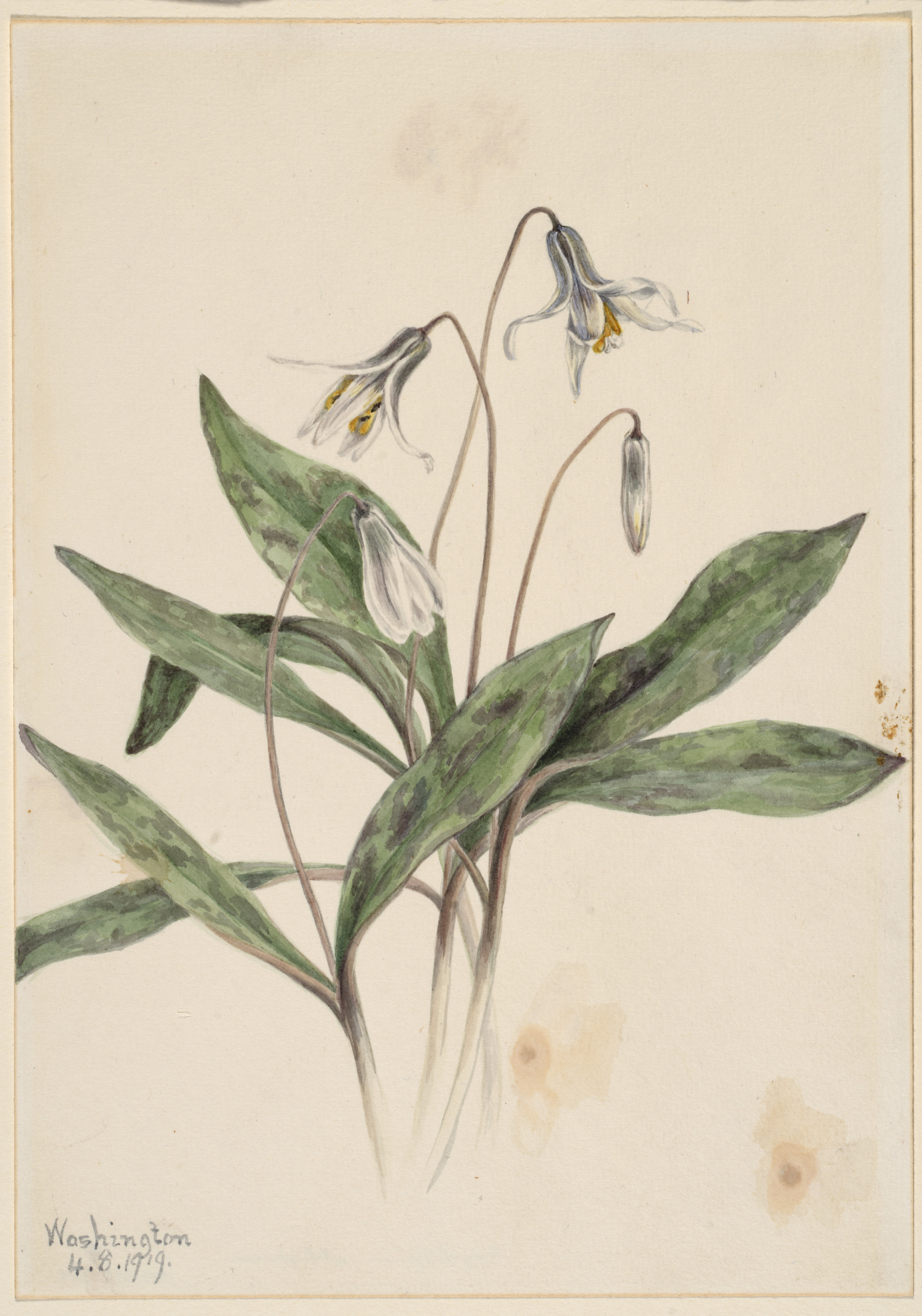 Mary Vaux Walcott, White Troutlily (Erythronium albidum)