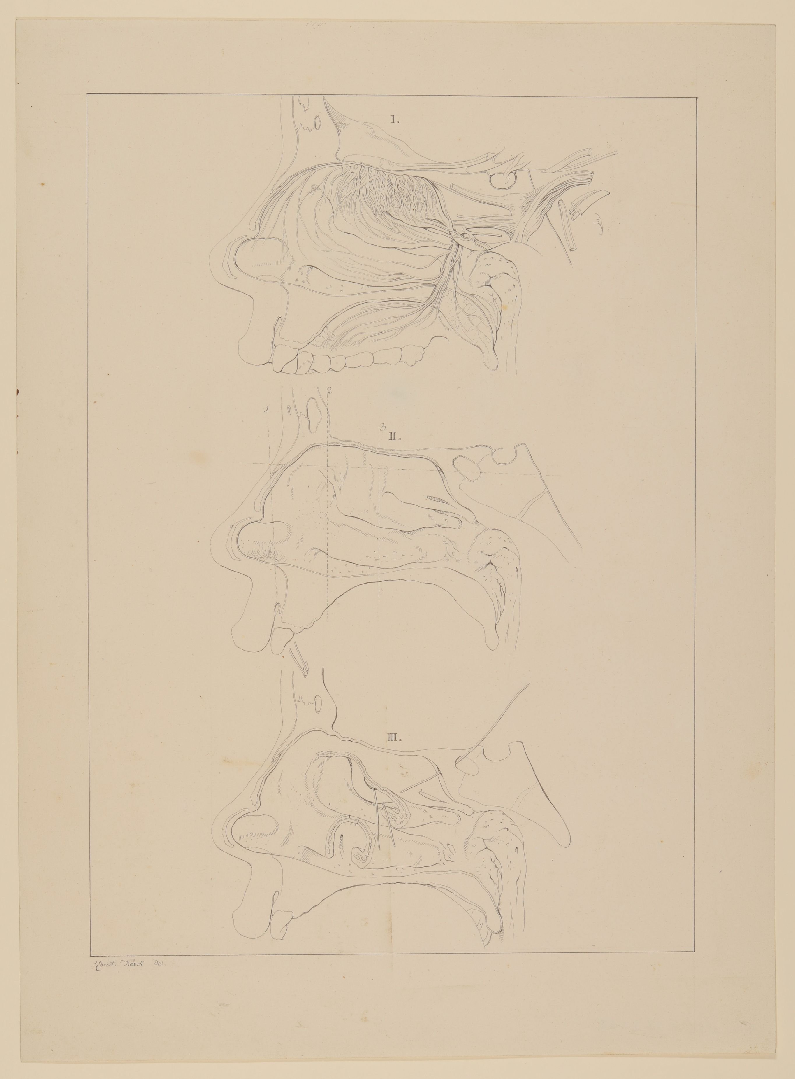 Christian Koeck, Äußere Wand der rechten Nasenhöhle nach weggenommener Nasenscheidewand, mit Darstellung der Nerven, Riechschleimhaut und Nebenhöhlen [Vorzeichnung zu Samuel Thomas Soemmerring, Abbildungen der menschlichen Organe des Geruchs, Frankfurt am Main 1809, Tafel 3 ("linearische" Darstellung)]