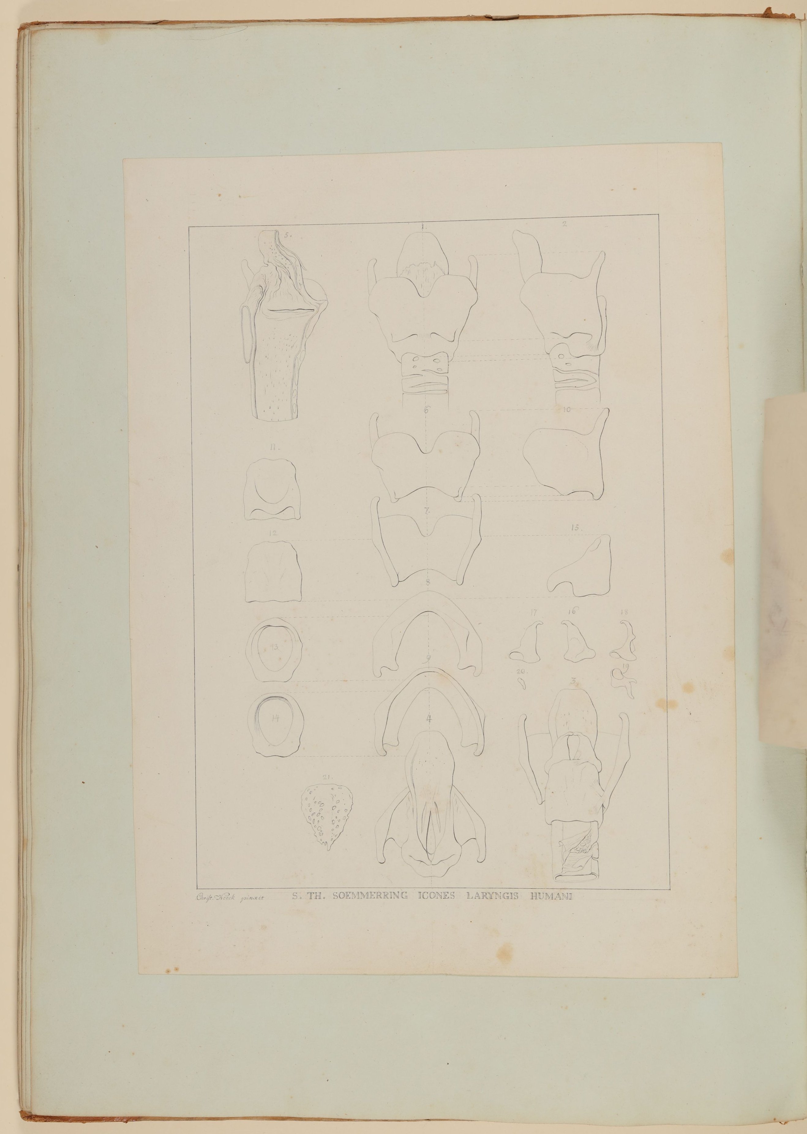 Christian Koeck, Der menschliche Kehlkopf mit Schild-, Ring- und Schnepfknorpel [Vorzeichnung zu Samuel Thomas Soemmerring, Abbildungen der menschlichen Organe des Geschmackes und der Stimme, Frankfurt am Main 1806 ("linearische" Darstellung), um 180 Grad gedreht]