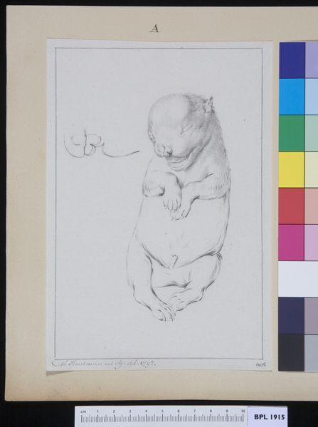 M. Houtman, Fetus of a dog