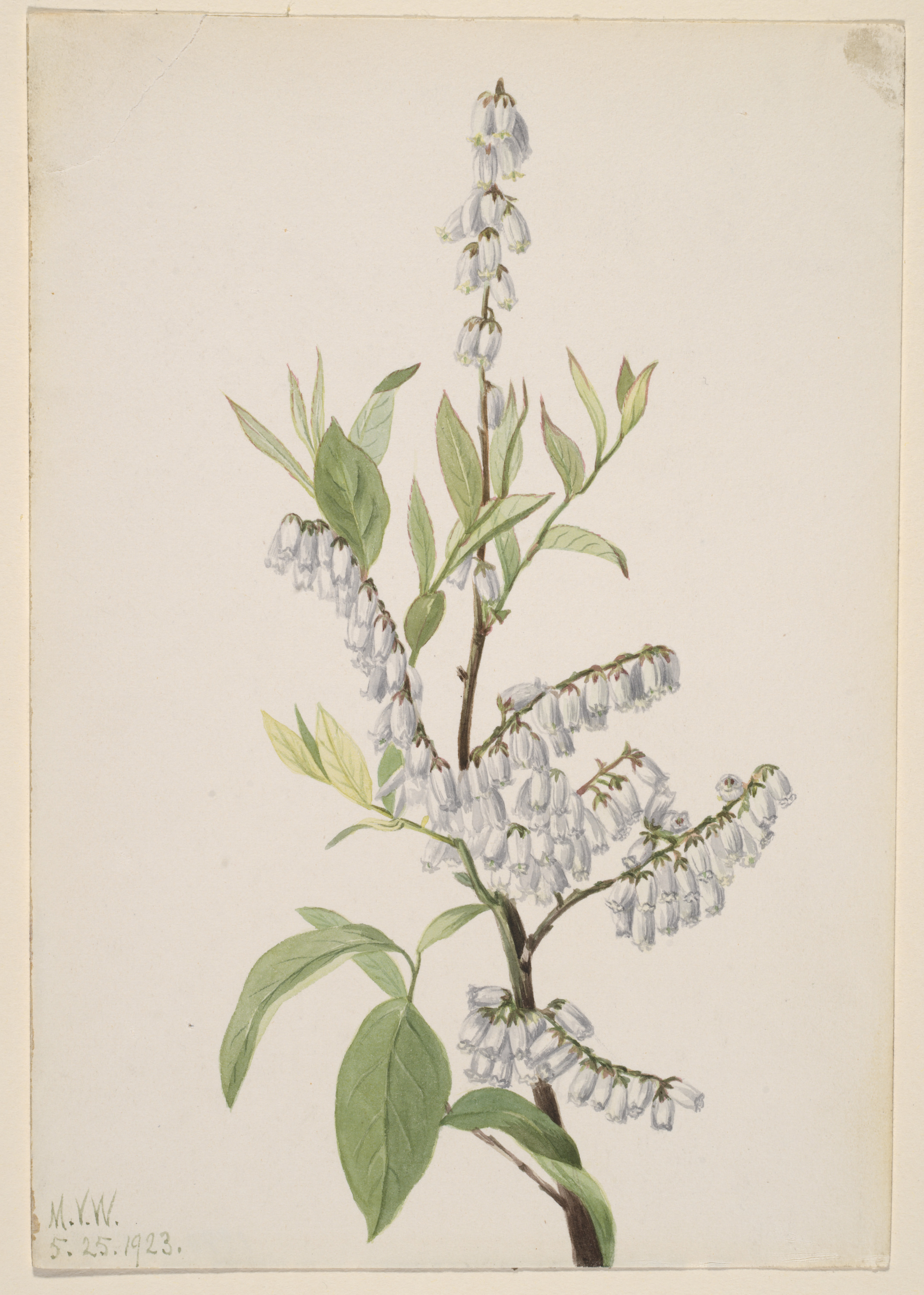 Mary Vaux Walcott, Untitled--Plant Study