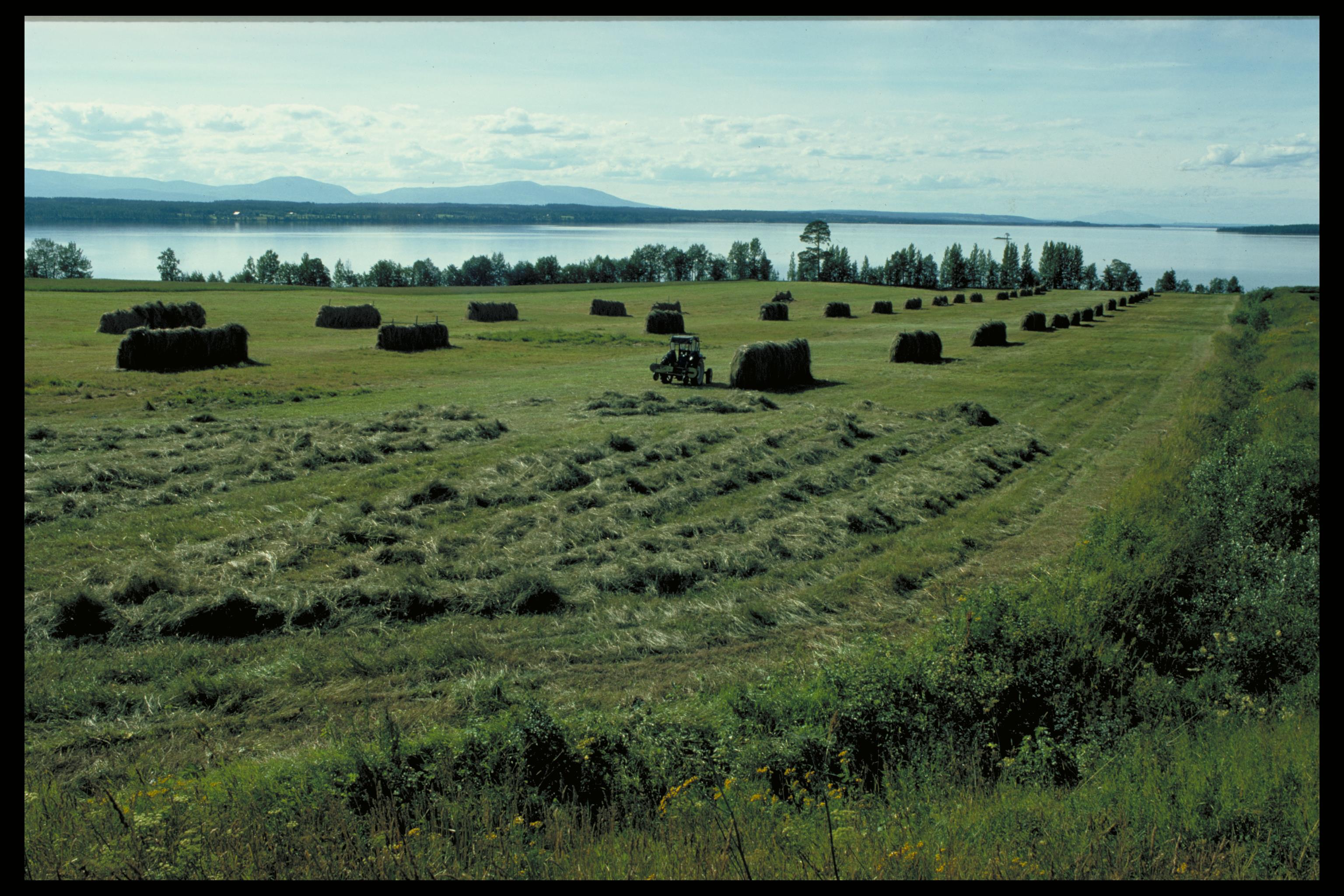 Pål-Nils Nilsson, Orrviken