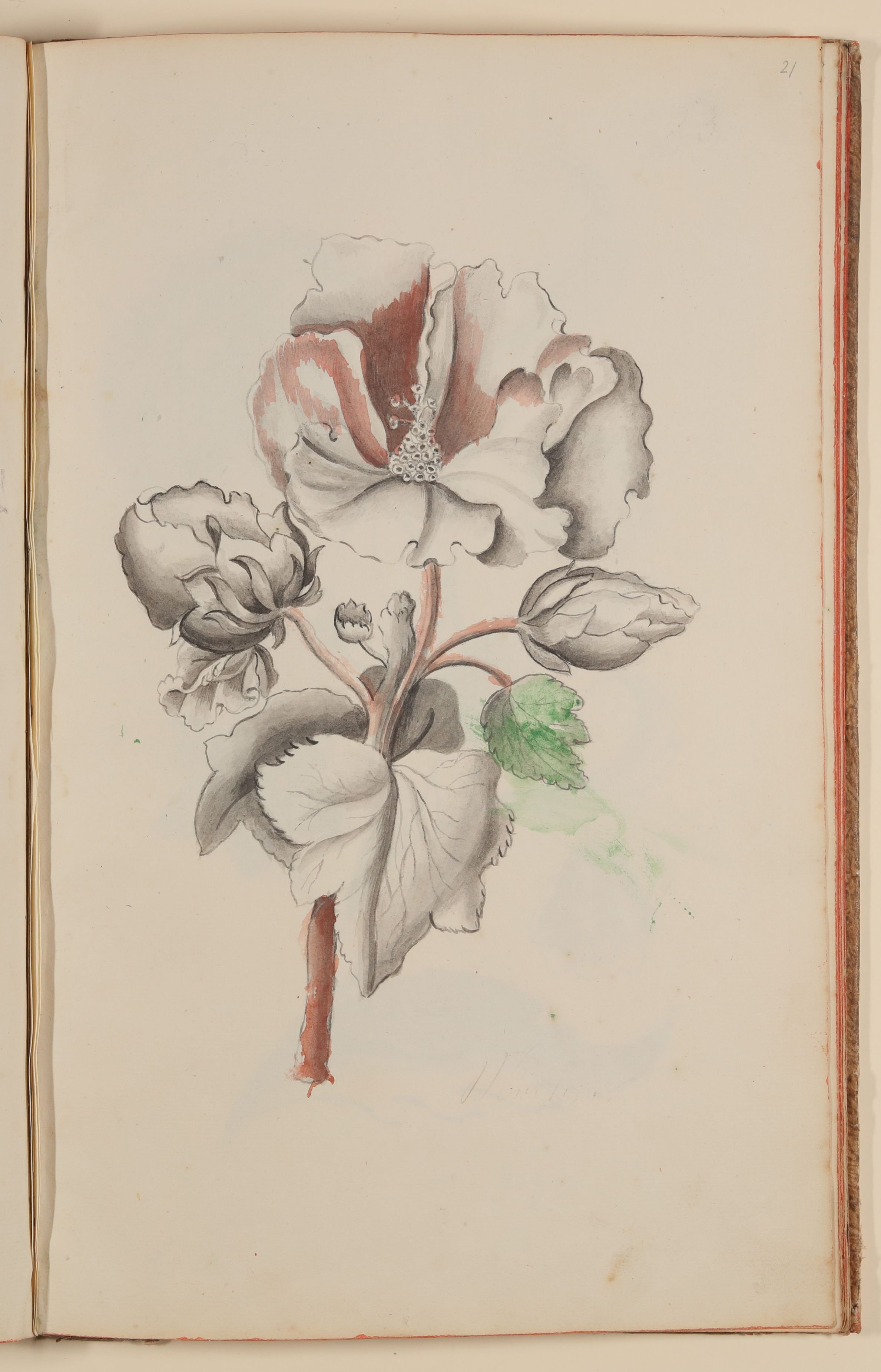 Marianne Franziska Seiffert von Klettenberg, Weiße Blume [aus einem Skizzenbuch der Marianne Franziska Seiffert von Klettenberg]