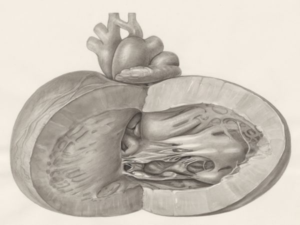 H.G Wetselaar, Heart