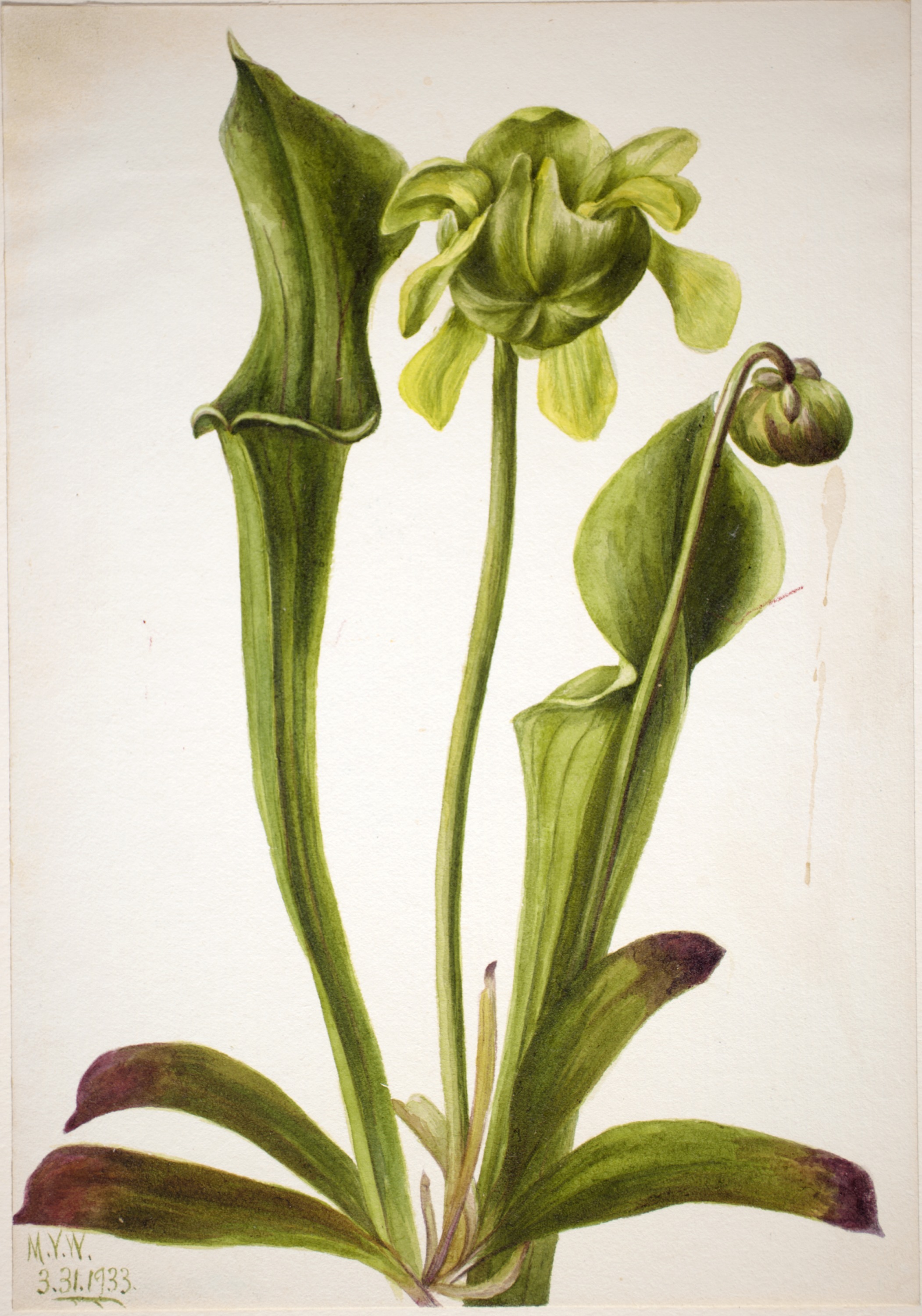 Mary Vaux Walcott, Green Pitcherplant (Sarracenia orephila)