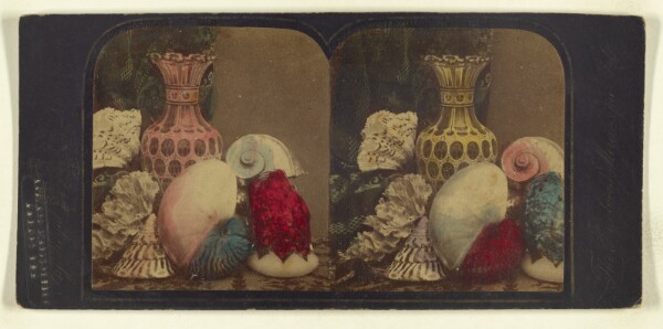 London Stereoscopic and Photographic Company, [Shells & Vase]