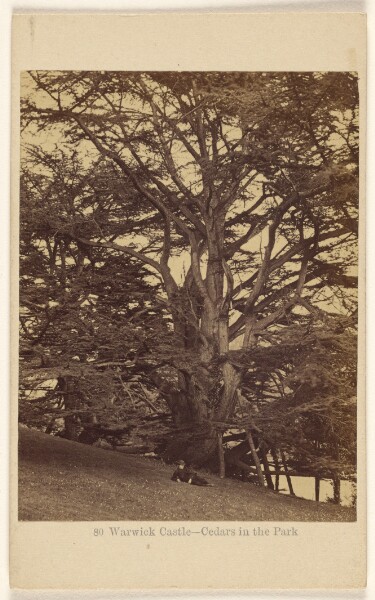 Francis Bedford, Warwick Castle - Cedars in the Park.