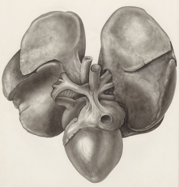 H.G Wetselaar, Heart and adjacent organs