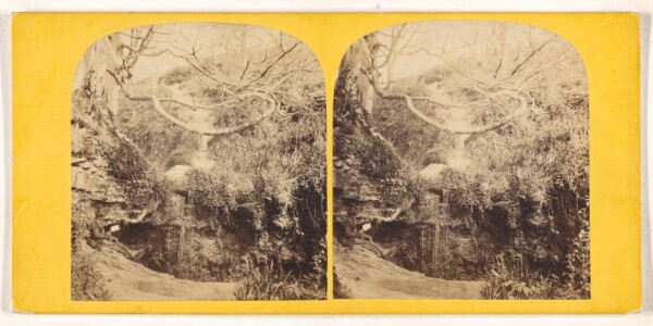 Unknown, [Forest scene]