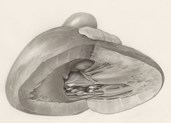 H.G Wetselaar, Heart