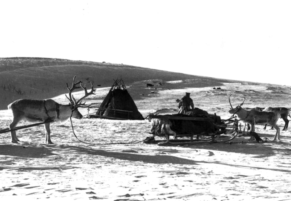 Virginia Raymond Davidson, Teltplass under vårflytting, med reinsdyr og slede utenfor teltet, Kautokeino 1958.