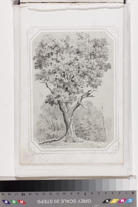Georg Friedrich (autor) Schlater, Large tree. Sheet from the Drawing Album
