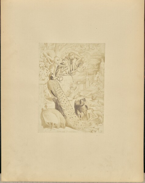Unknown, Apes and Peacocks