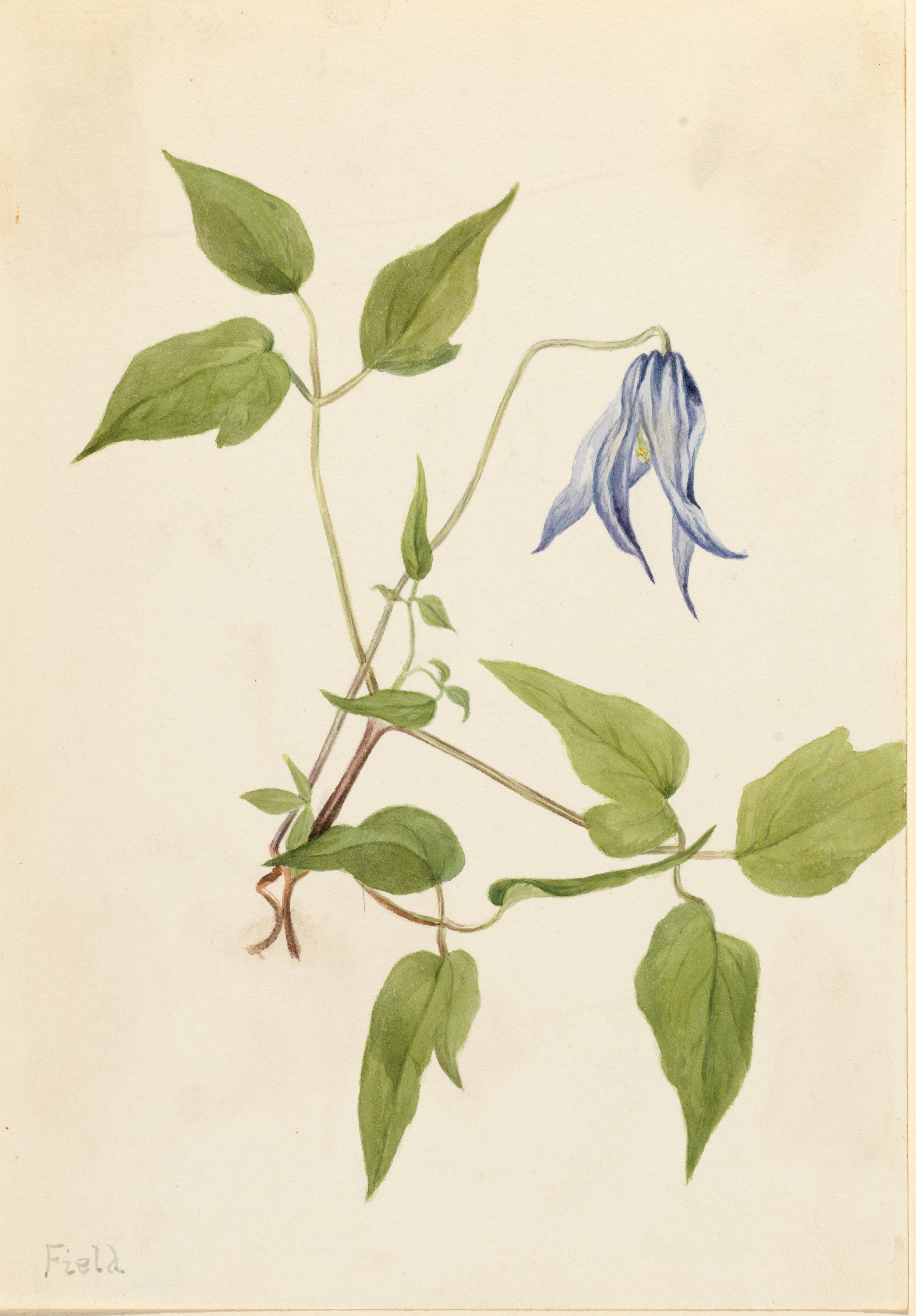 Mary Vaux Walcott, Columbia Clematis (Clematis columbiana)