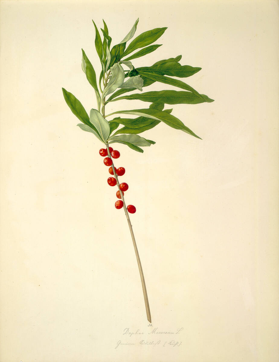 AugustRokert, Daphne Mezereum L - Echter Seidelbast (Frucht)