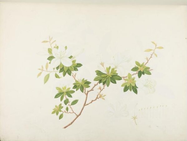 unknown, Flowers and Fruits