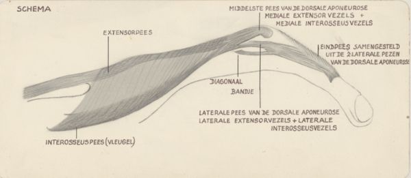 Harry de Bles, Schematic representation of the finger