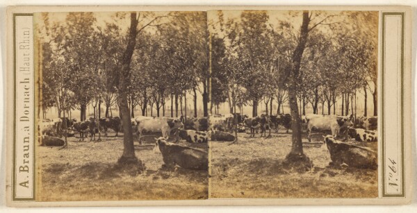 Adolphe Braun, [Pastoral scene with cows and trees]