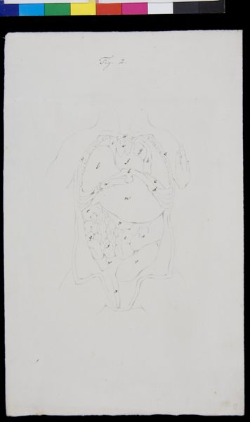 Gerard Sandifort, Abdomen, organs (legend)