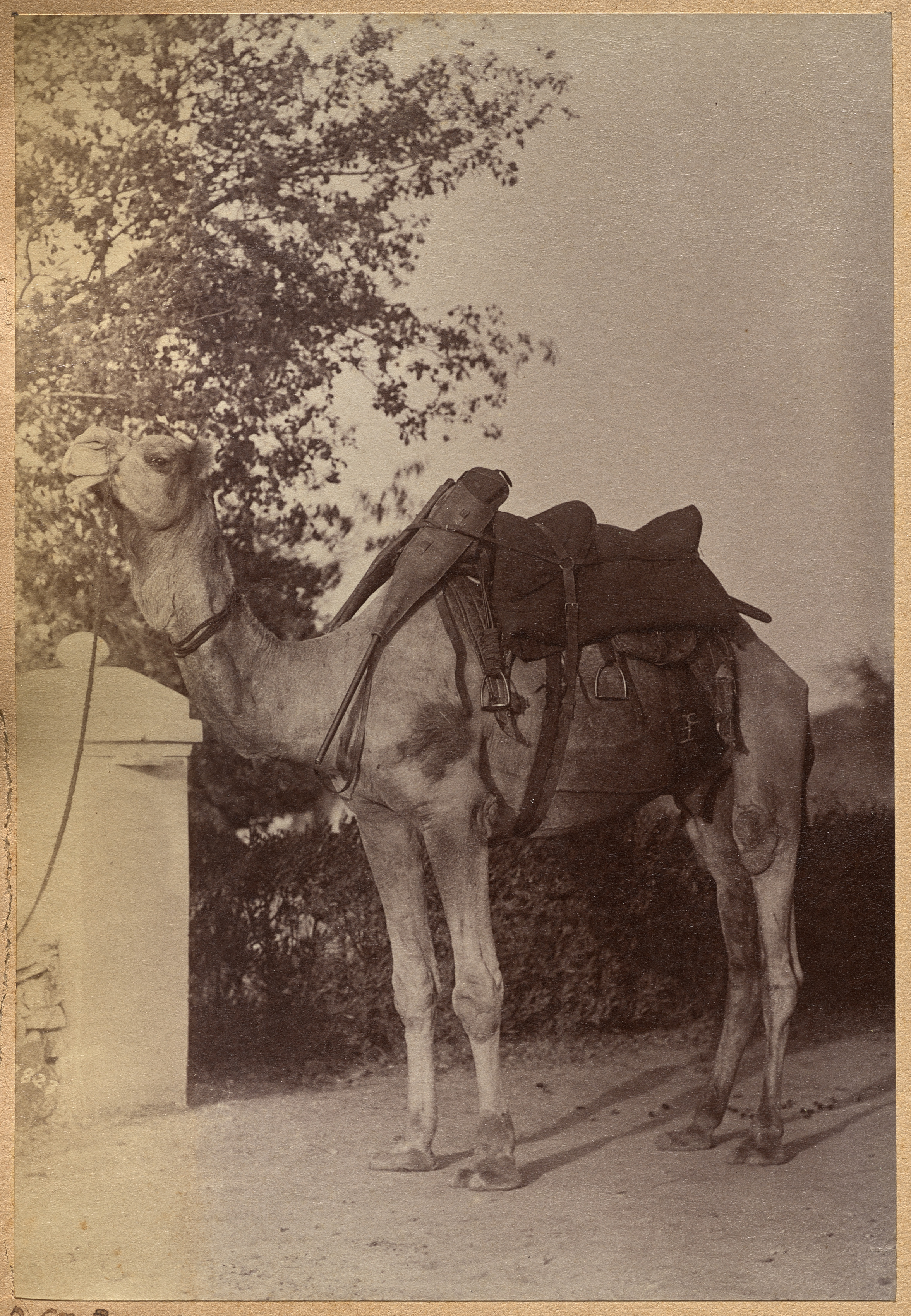 Raja Deen Dayal, Captain Bailward's camel (verso, left)