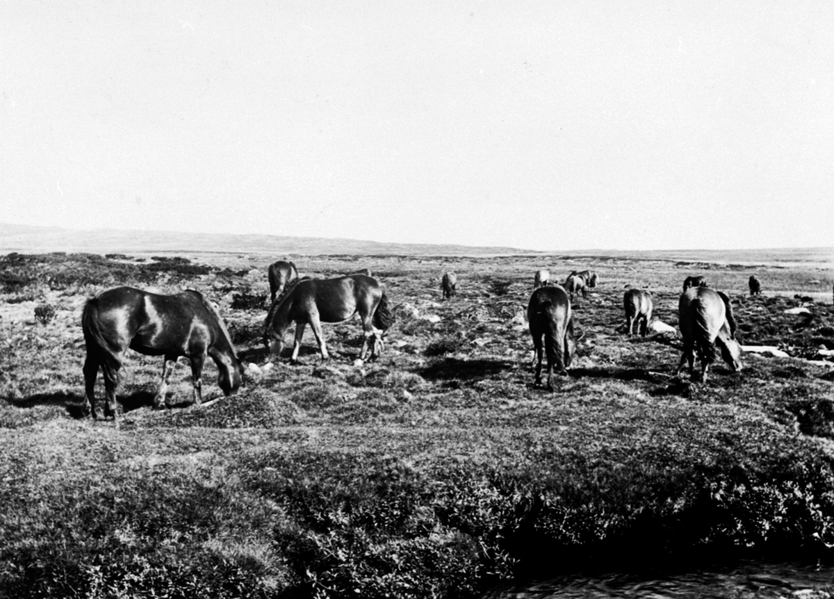 Anno Domkirkeodden, Hestefølge på Nyskollfjellet, Stor Elvdal. Nyskolla seter under Tande, Ringsaker.