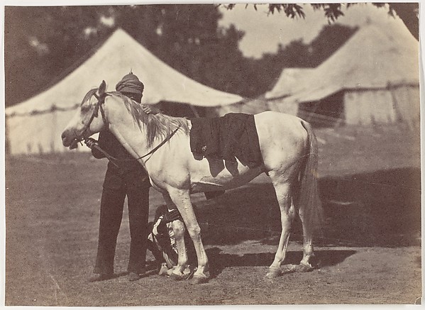 Unknown, [My Arab "Antelope"]