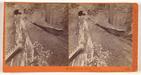 Carleton Watkins, The Father of the Forest, 450 feet, Mammoth Tree Grove, Calaveras Co., Cal.