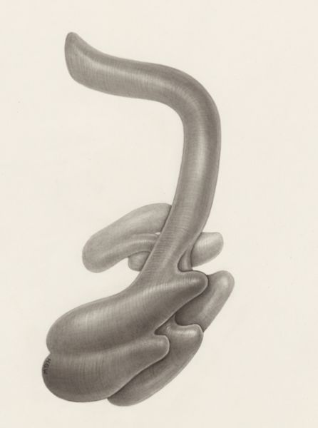 H.G Wetselaar, Circulatory system