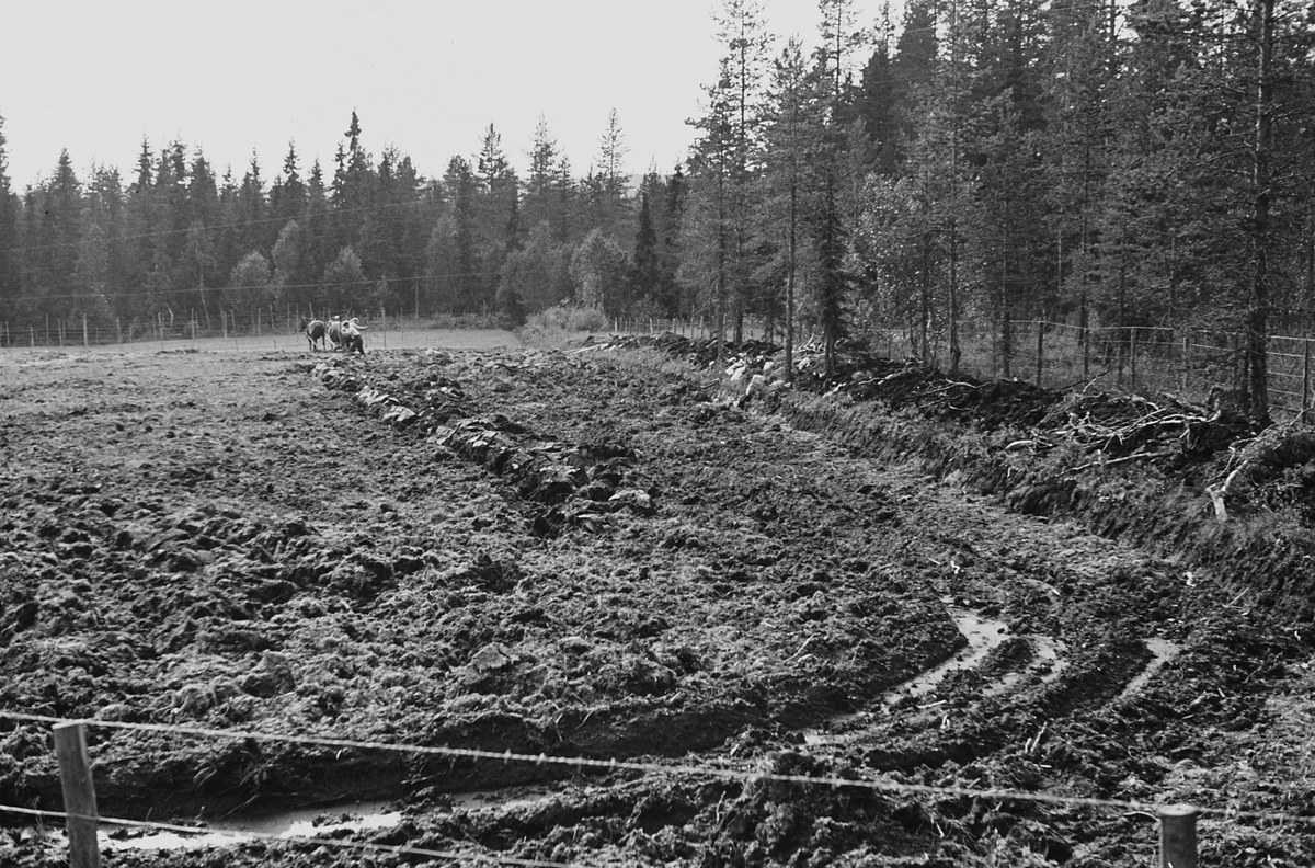 Anders Beer Wilse, Prot: Ny brytning av myrjord