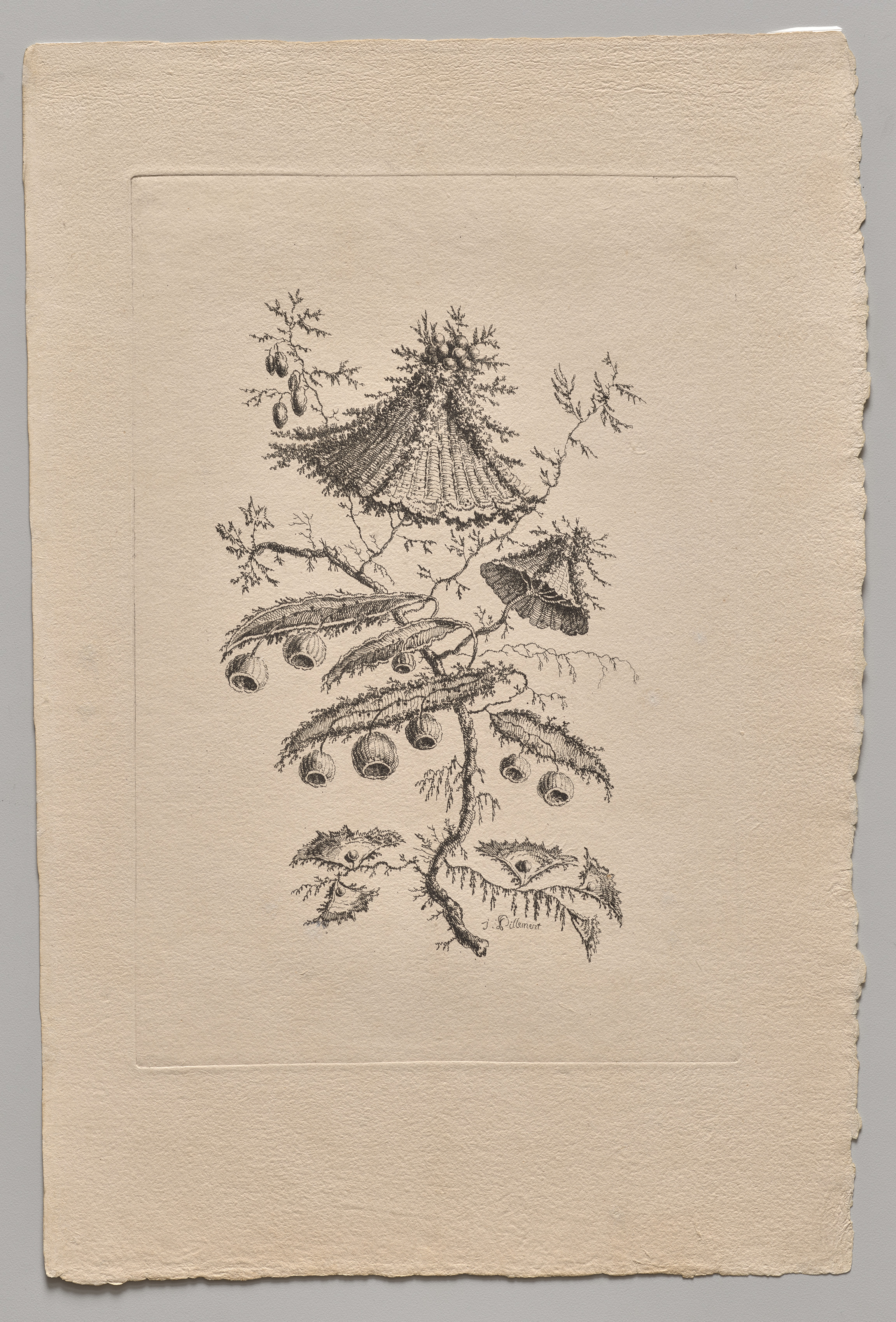 Jean Baptiste Pillement, Persian Flowers