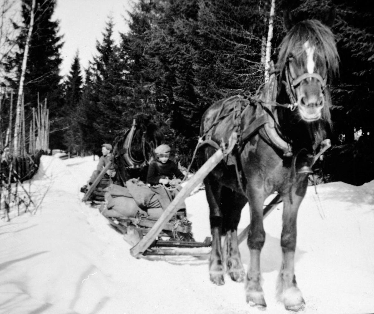 Anno Domkirkeodden, På veg til tømmerlunning. Tømmerkjørere med hest. Høysekker med for til hesten på sledene. Brødrene Ulven, Bårdseth nedre, Ringsaker.