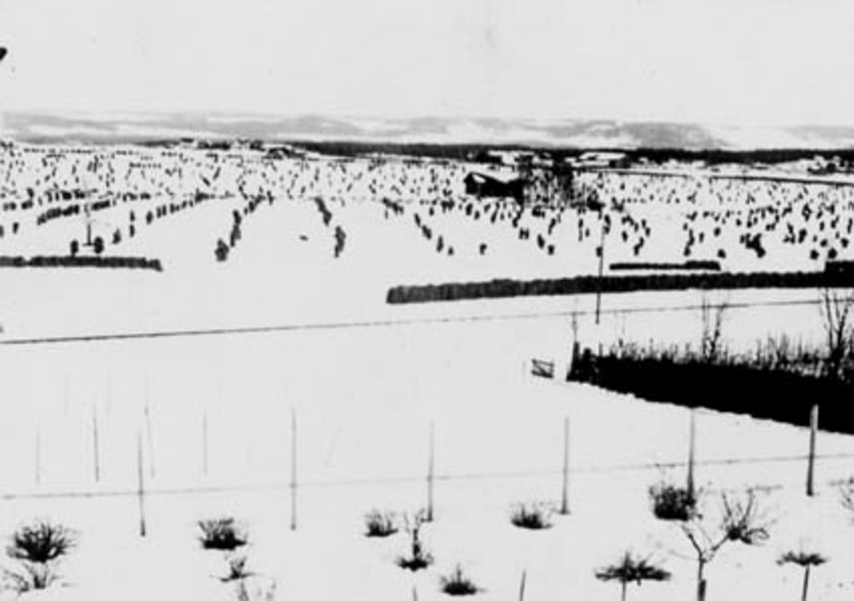 Anno Domkirkeodden, UÅR MED SNØDEKT KORNAVLING, LINDSTADGÅRDEN I BAKGRUNNEN, AVLINGA ØDELAGT