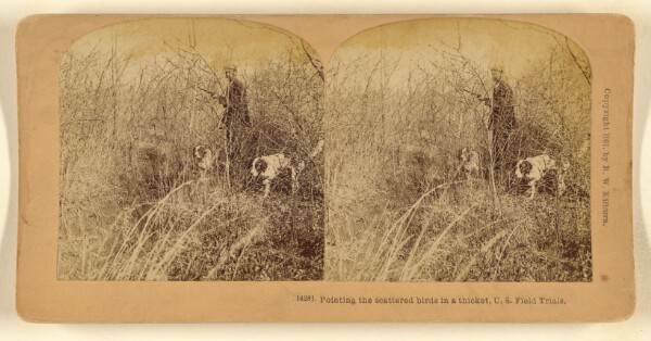 Benjamin West Kilburn, Pointing the scattered birds in a thicket, U.S. Field Trials.