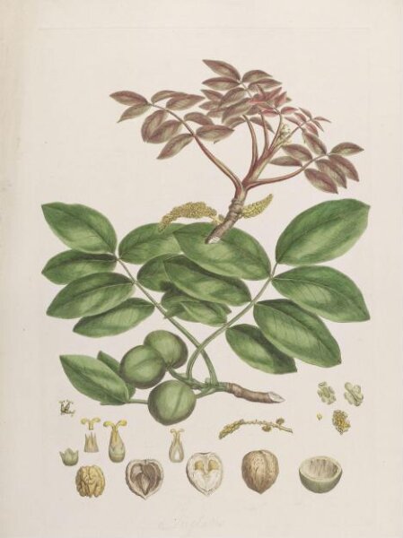 John Miller, Print