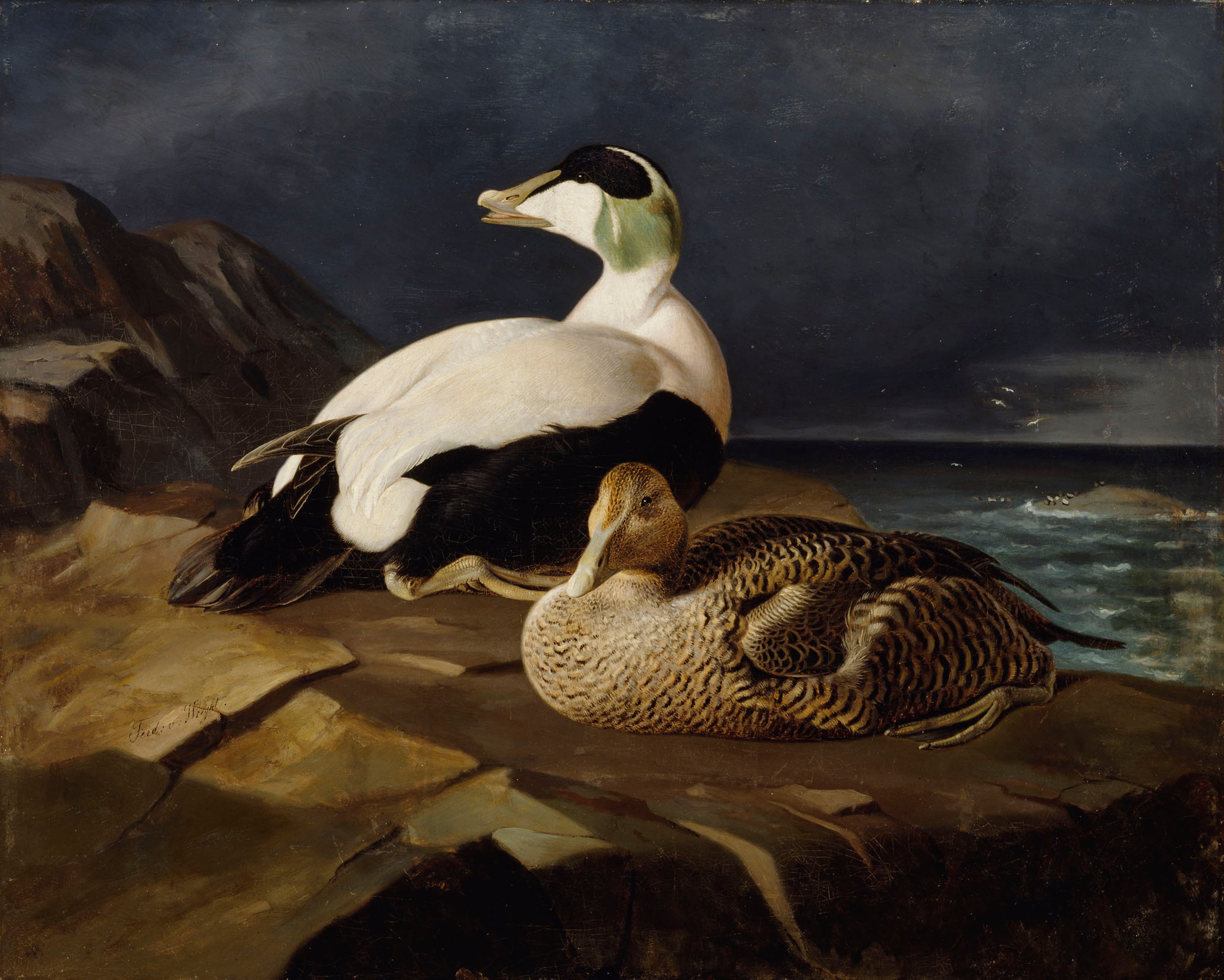 Ferdinand von Wright, Pair of Common Eiders on a Rock