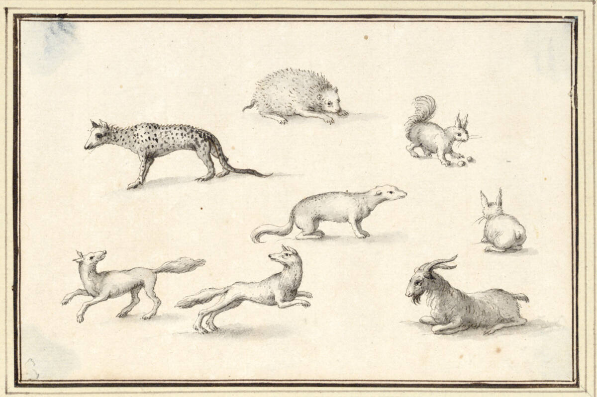 AlbertFlamen, Studienblatt mit acht Tieren (Ginsterkatze, Igel, Eichhorn, Marder u.a.m.) (V-20)