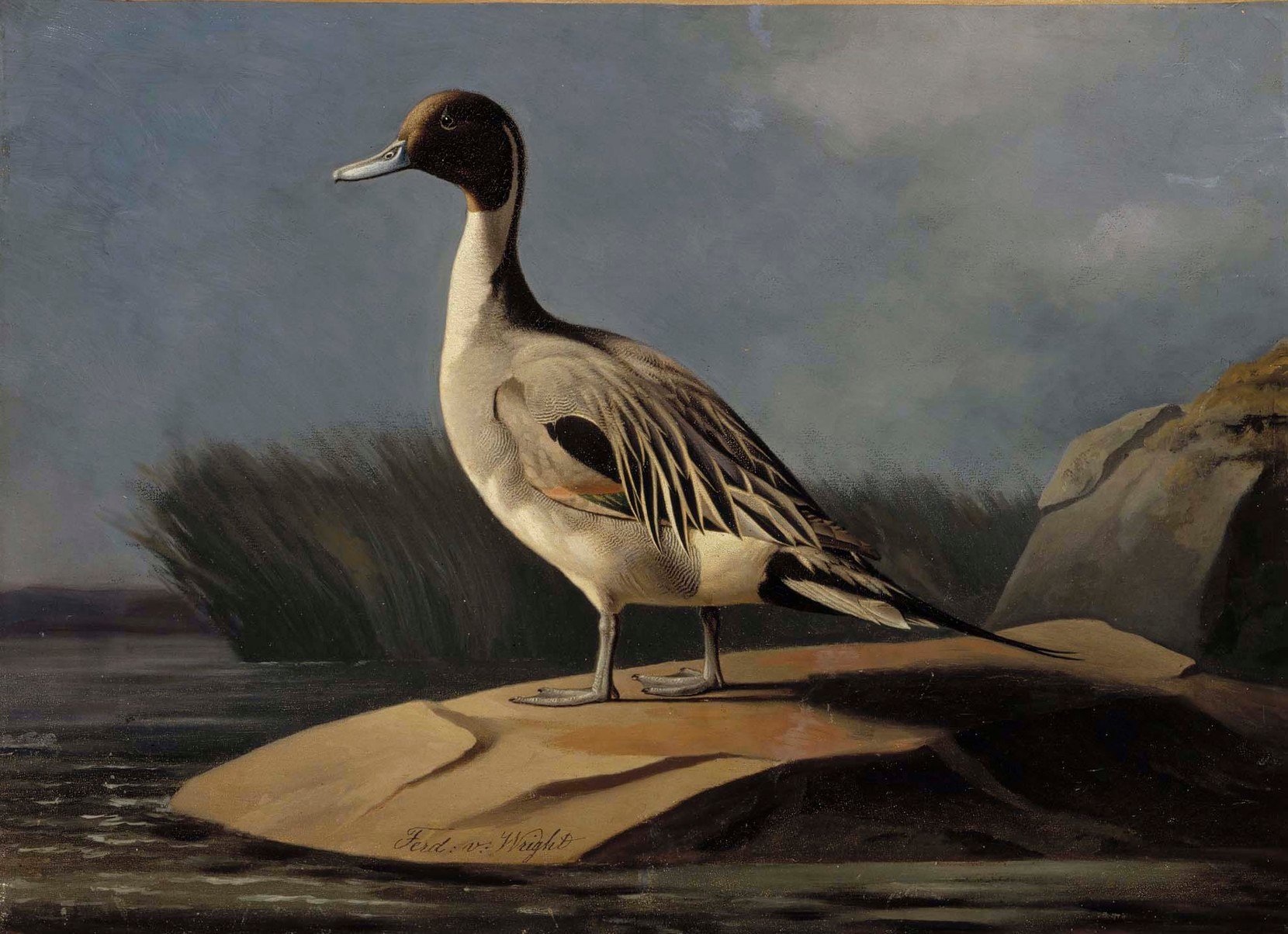 Ferdinand von Wright, Pintail Duck
