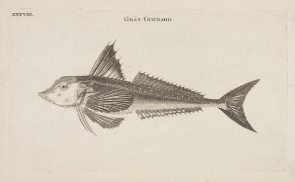 Unknown, GRAY GUNNARD.