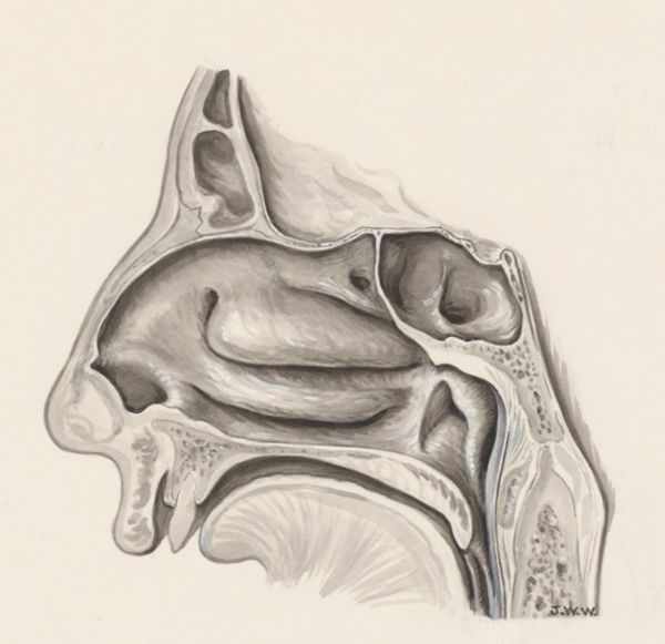 J Wetselaar-Whittaker, Human tissue