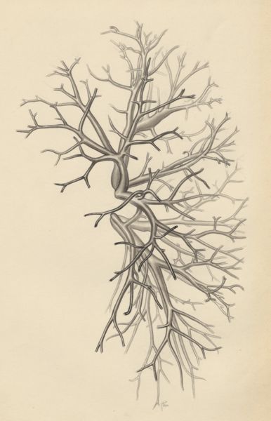 J Tinkelenberg, Bronchi