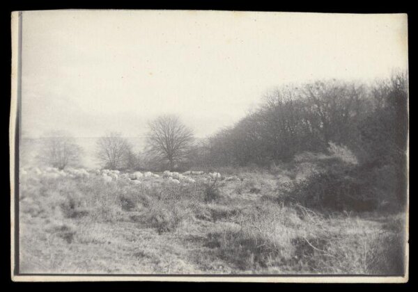 Gale, Lt. Col. Joseph, Grazing Sheep