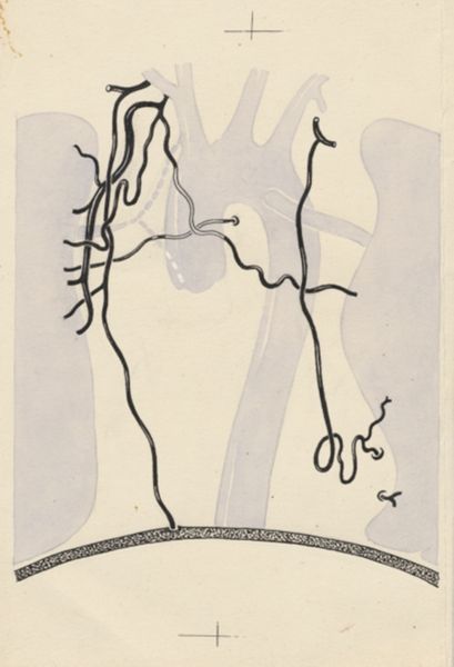 J Tinkelenberg, Part of the heart and circulatory system